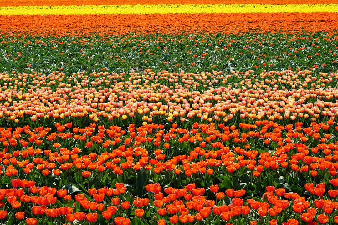 Flower farming business plan template