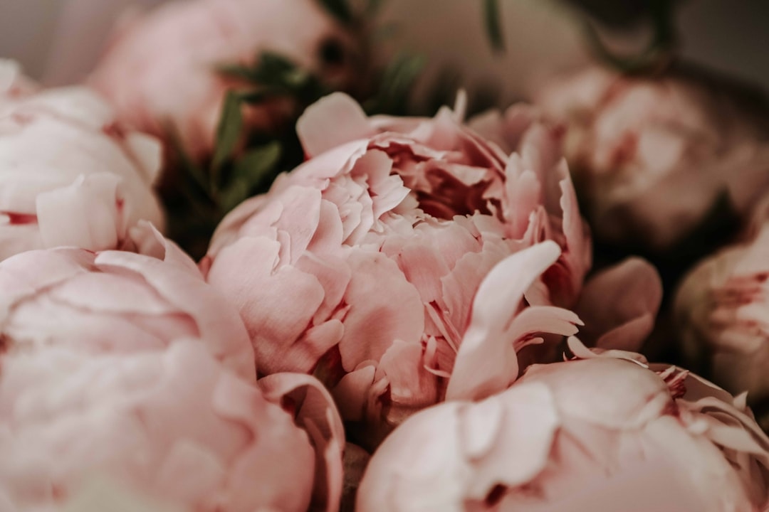 The science of why peonies bloom after purchase