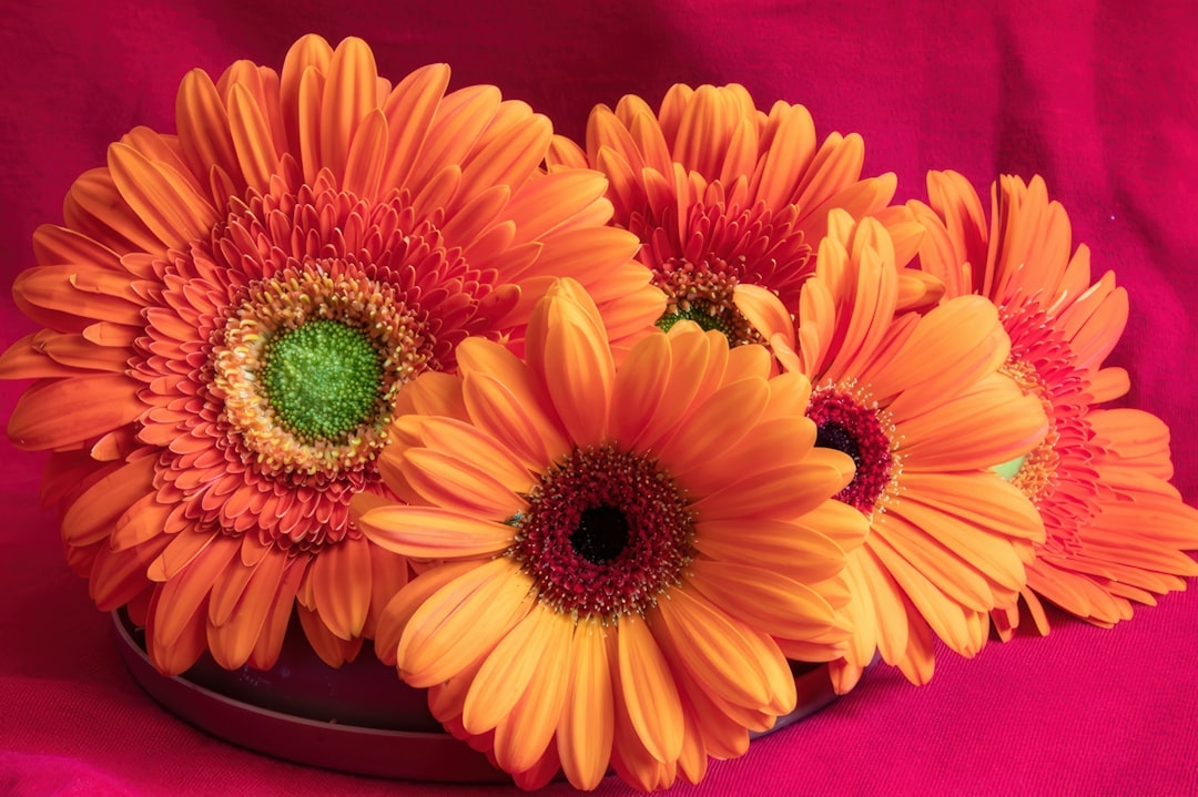 7 facts you didn’t know about gerbera daisies