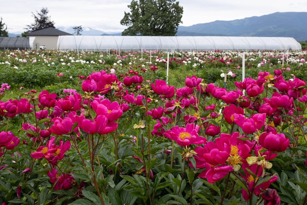 Year-round local flower farms in the US