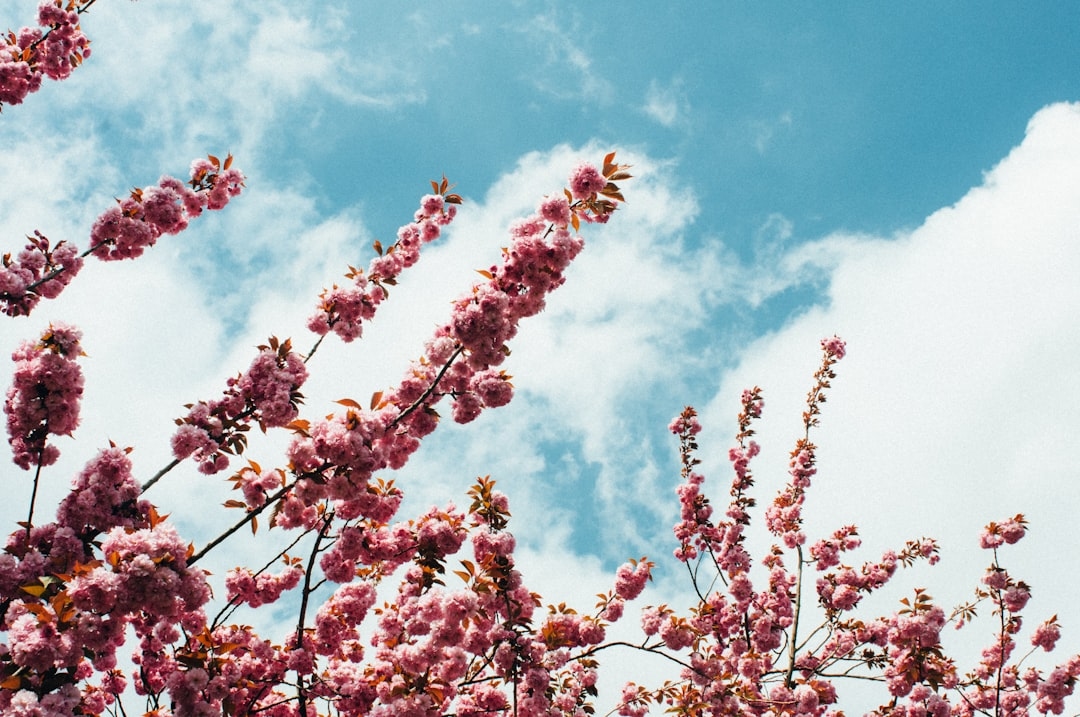 Flowers that only bloom for one day