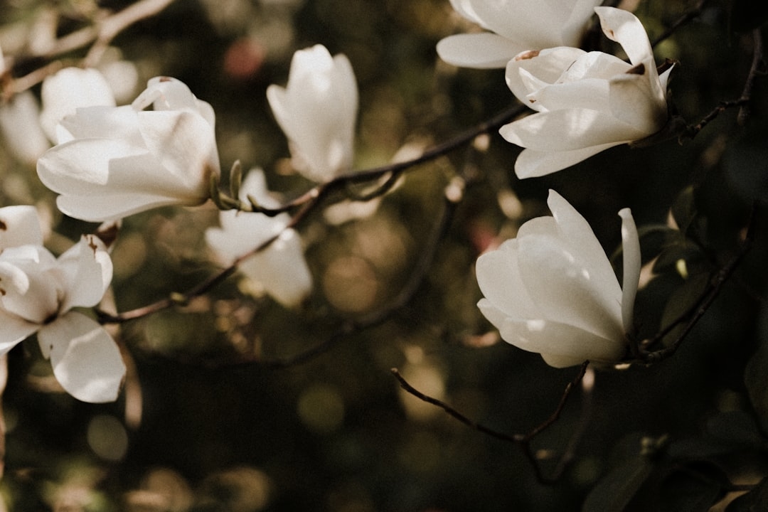 11 facts you didn’t know about magnolias