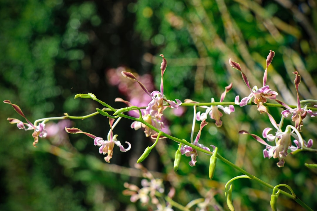 Dancing lady orchids and ballerina blooms