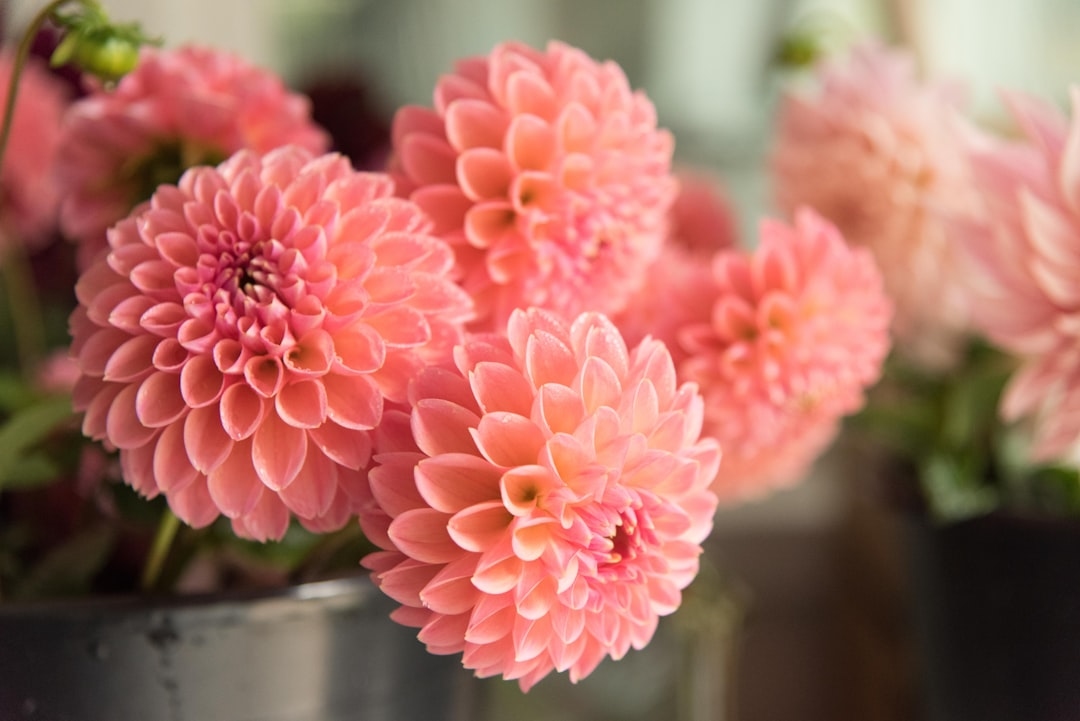 7 facts you didn’t know about dahlias