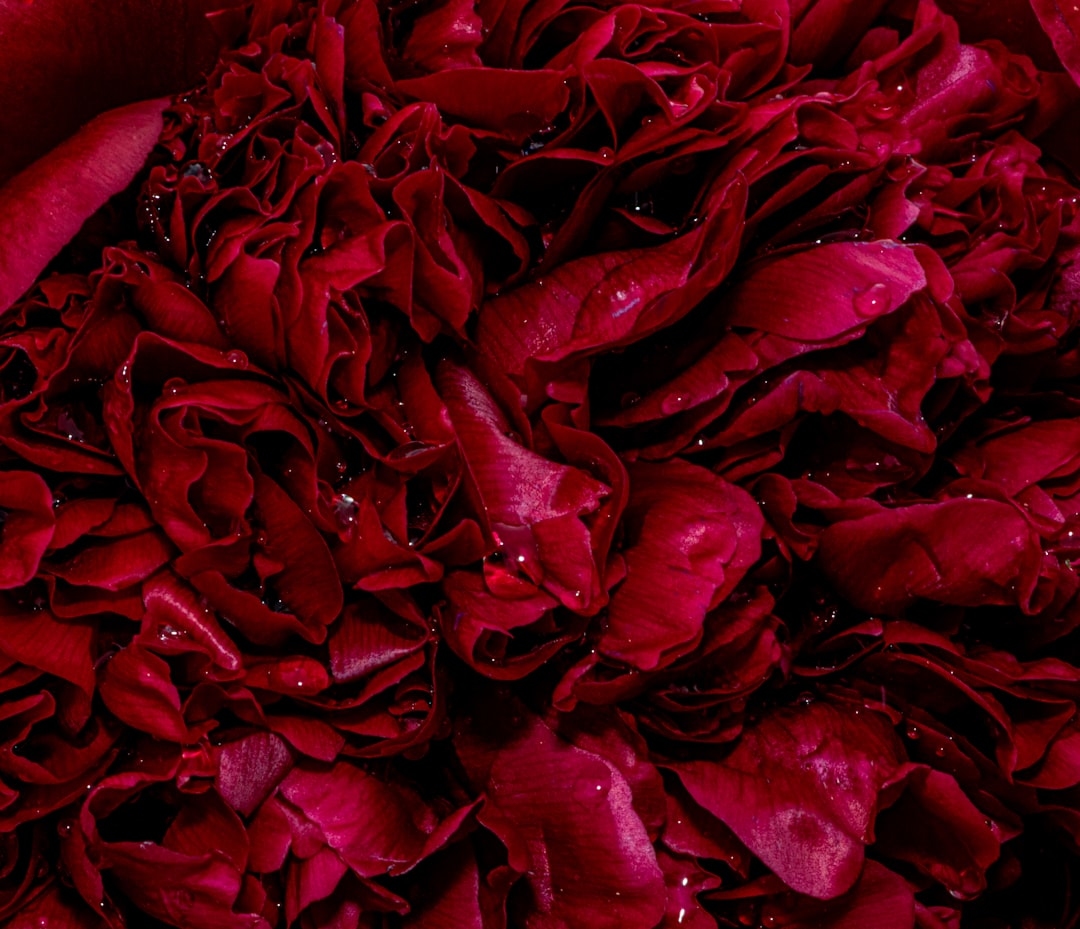 Flowers with waxy petals that last forever