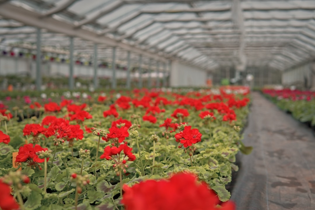 Greenhouse cut flowers winter production